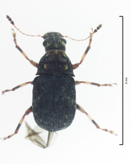 Eugonissus conulus