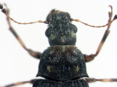 Eugonissus conulus