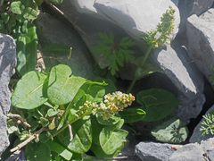 Rumex tuberosus creticus