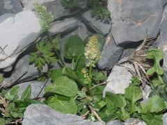 Rumex tuberosus creticus