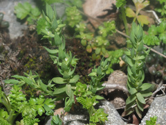 Lysimachia linum-stellatum