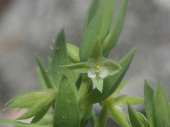 Lysimachia linum-stellatum