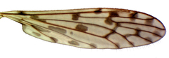 Atarba archi