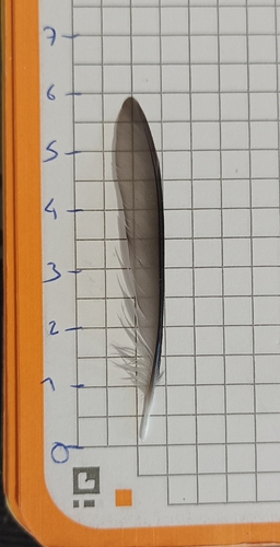 Plume de Mésange charbonnière