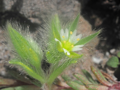 Cerastium comatum