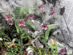 Cynoglossum columnae