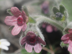 Cynoglossum columnae