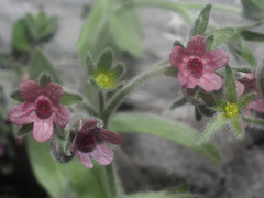 Cynoglossum columnae