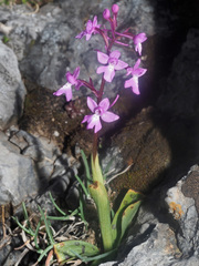 Orchis quadripunctata