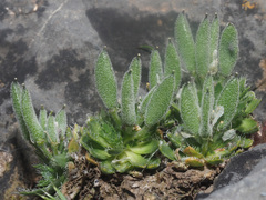 Draba cretica