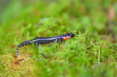 Plethodon jordani