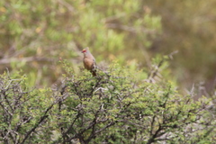 Urocolius indicus indicus