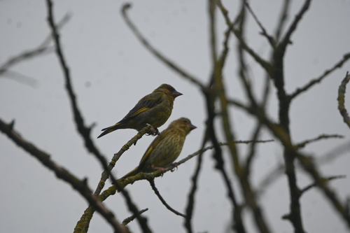 Greenfinch