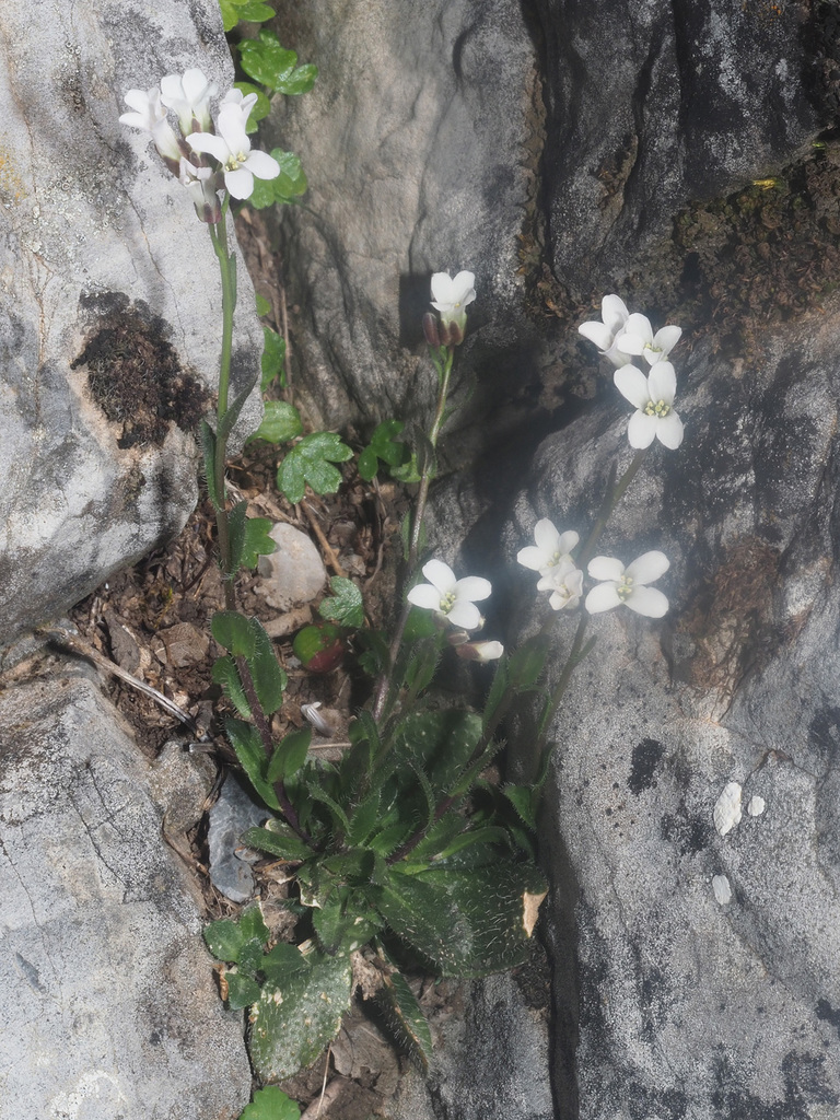 Arabis serpillifolia