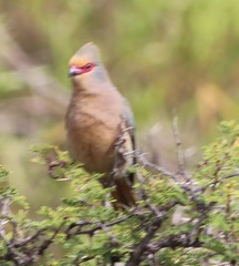 Urocolius indicus indicus