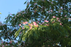Albizia julibrissin
