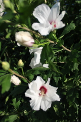 Hibiscus syriacus