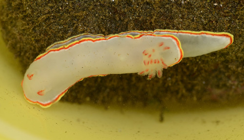 Red-tipped Sea Goddess