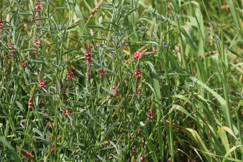 Fountain Indigo (Indigofera psoraloides)