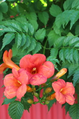 Campsis radicans