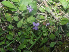 Viola alba cretica