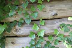 Hedera helix