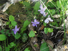 Viola alba cretica
