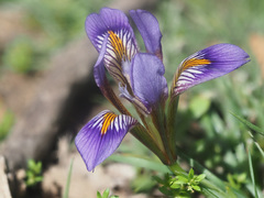 Iris unguicularis cretensis