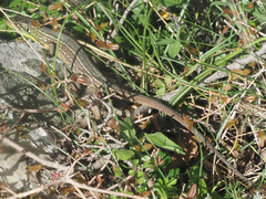 Lacerta trilineata polylepidota