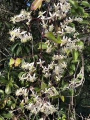 Clematis crassifolia