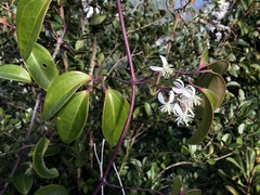 Clematis crassifolia