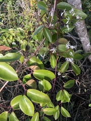 Clematis crassifolia