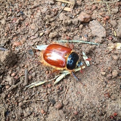 Pleocoma oregonensis