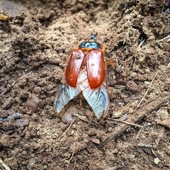 Pleocoma oregonensis