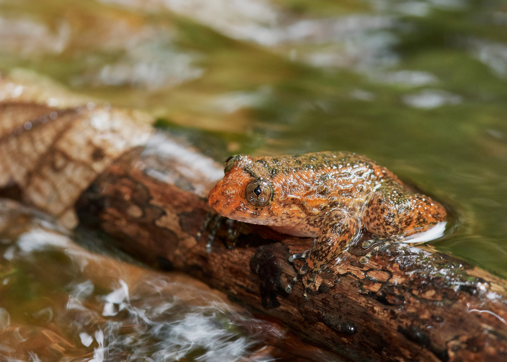 Brahmagiri Wrinkled Frog