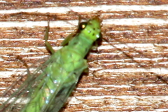 Chrysopa phyllochroma