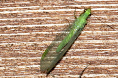 Chrysopa phyllochroma