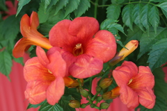 Campsis radicans