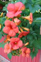 Campsis radicans