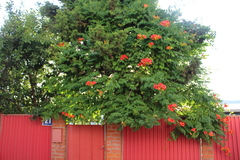 Campsis radicans
