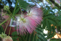 Albizia julibrissin