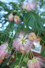 Albizia julibrissin