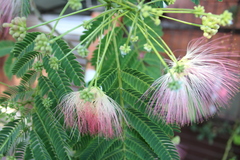 Albizia julibrissin