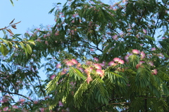 Albizia julibrissin