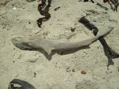Mustelus mustelus