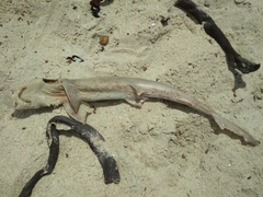 Mustelus mustelus