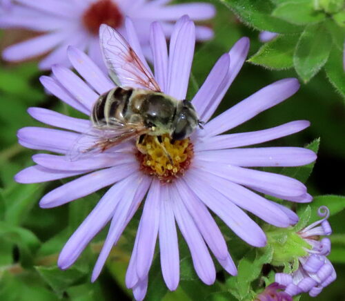 Unknown species found near Boone County, MO, USA