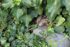 Darevskia brauneri brauneri