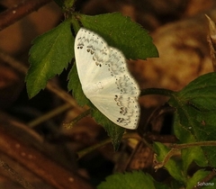 Teldenia specca