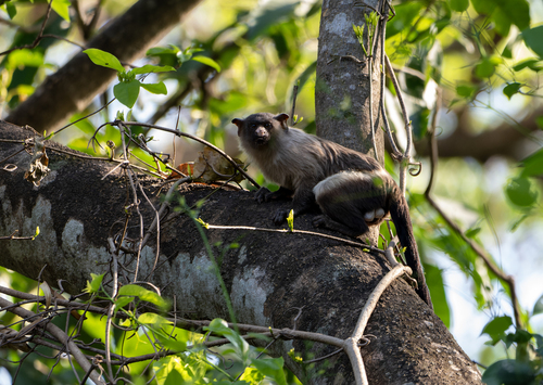 Black-tailed Marmoset